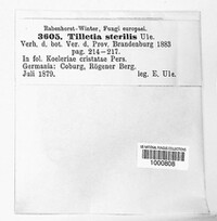 Tilletia sterilis image